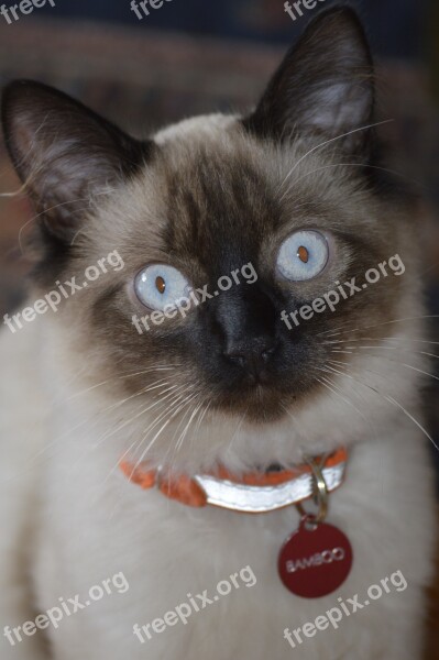 Cat Balinese Pet Feline Blue Eyes