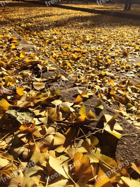 Golden Leaves Autumn Glorious Free Photos