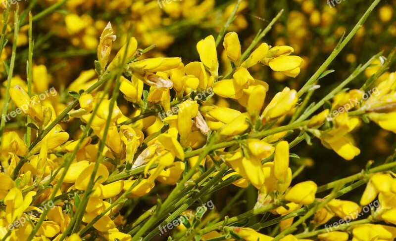 Broom Blossom Bloom Lush Full Flowering