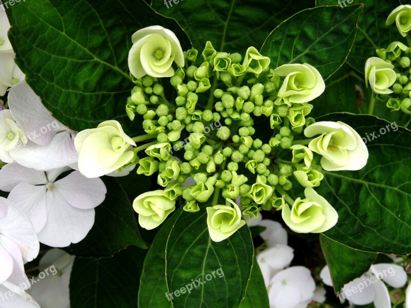 Blossom Bloom Hydrangea Bouquet Close Up