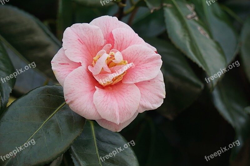 Flower Japan Quince Flowering Nature Botany