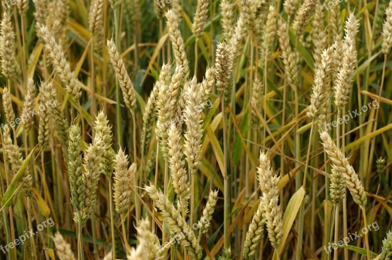 Wheat Corn Ears Of Corn Grain Agriculture