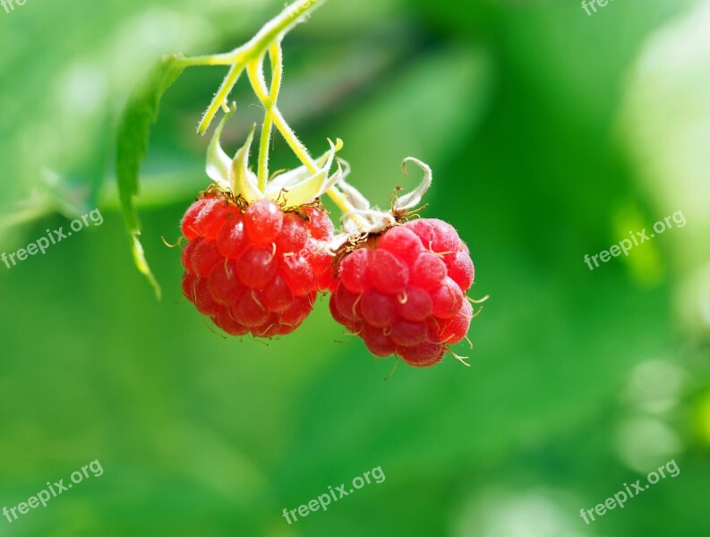 Wild Raspberries Raspberries Red Ripe Fruits