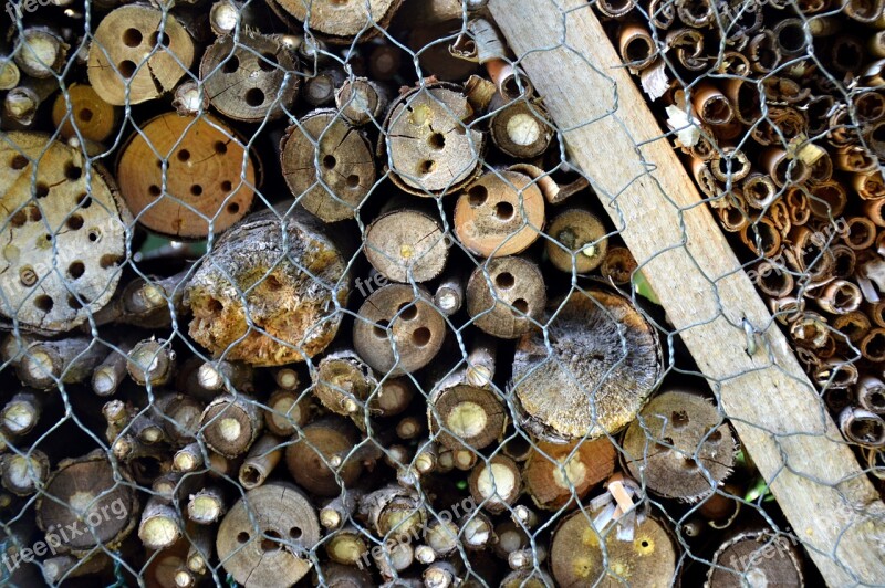 Insects Hotel Wasp Building Nature Conservation Bio Insect