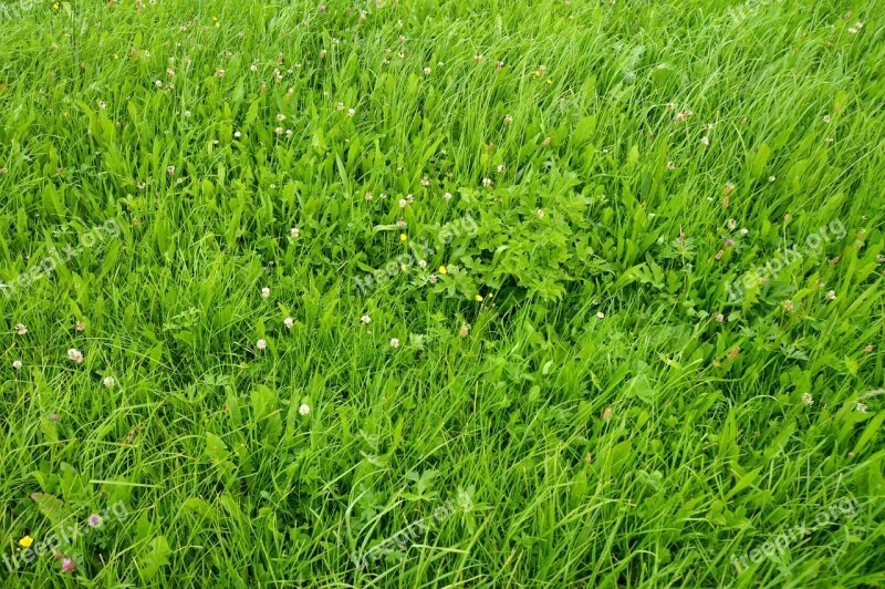 Just A Meadow Wildflowers Flower Meadow Summer Meadow Meadow