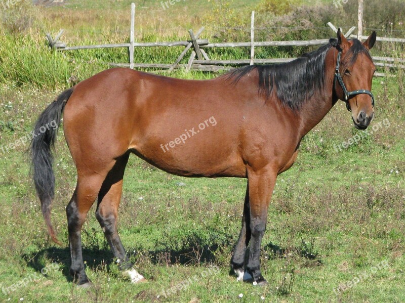 Domestic Horse Equus Ferus Caballus American Quarter Horse Marlbank Ontario