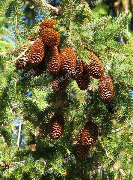 Norway Spruce Picea Abies Cones Moneymore Ontario