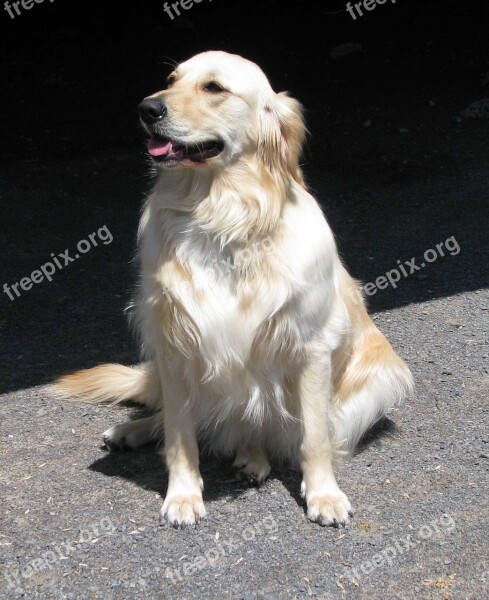 Domestic Dog Canis Familiaris Golden Retriever Moneymore Ontario