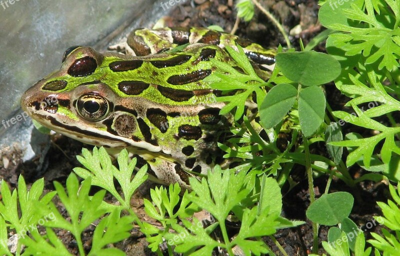 Northern Leopard Frog Lithobates Pipiens Common Lab Frog Moneymore Ontario