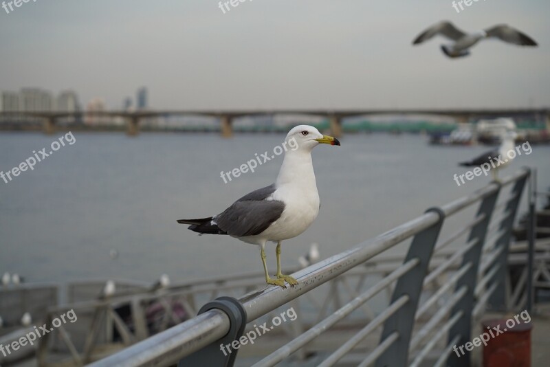 Han River Seagull Picnic Outing Seoul