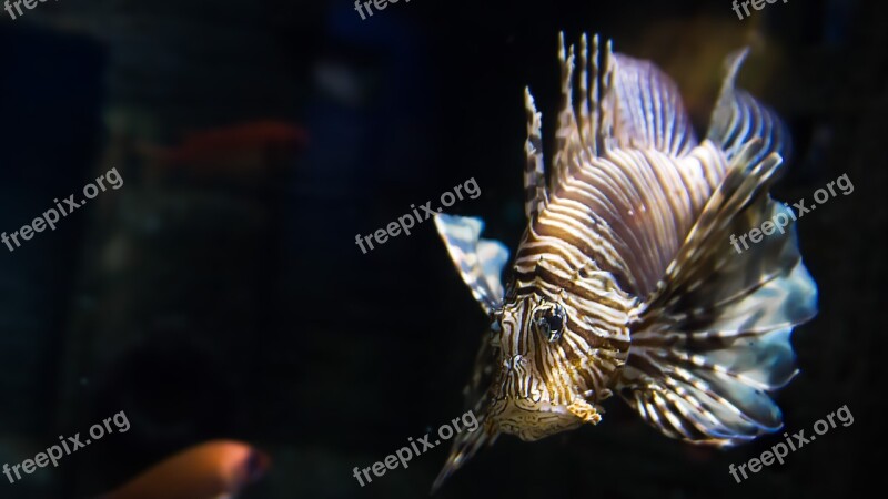 Fish Lionfish Exotic Toxic Aquarium