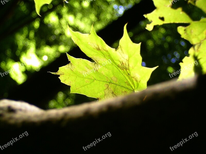 Leaf Forest Garden Wall Late Summer Leaves