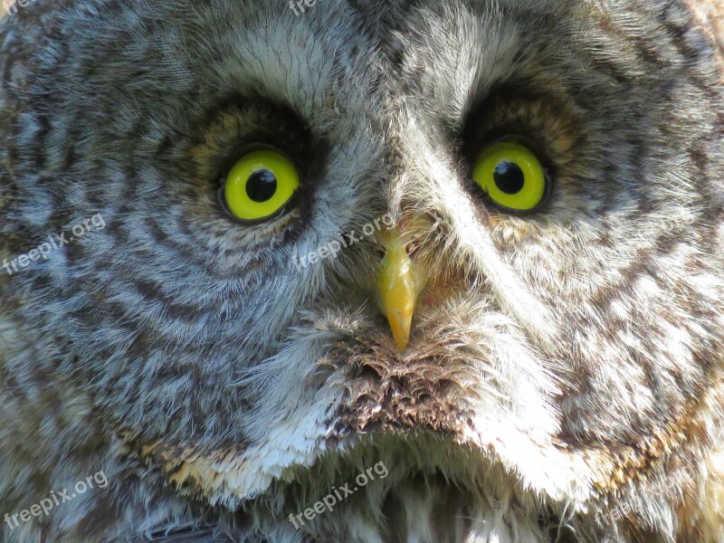 Great Grey Owl Owl Close Up Of Owl Free Photos