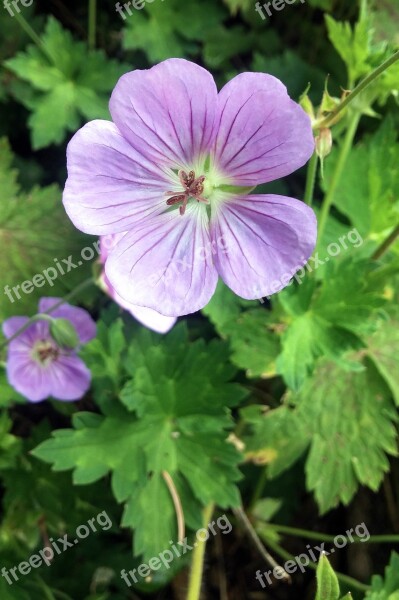 Flower Geranium Maculatum Geranium Old Maid's Nightcap Wood Geranium