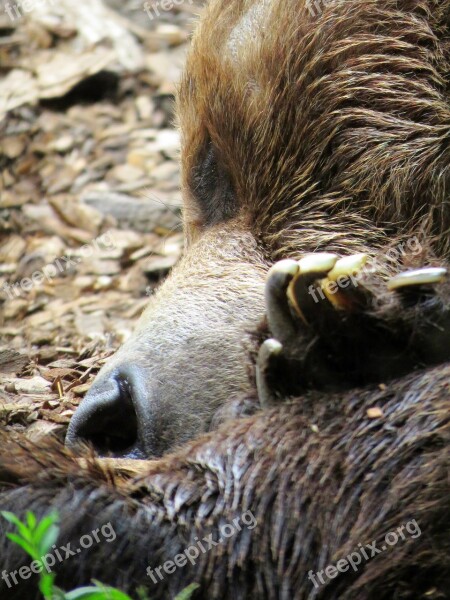 Bear Calgary Zoo Bear Sleeping Brown Bear Free Photos