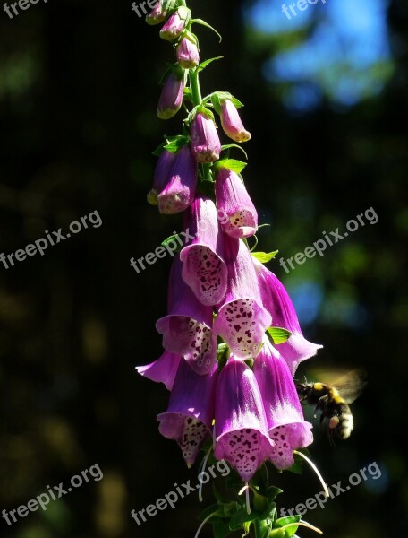 Thimble Common Foxglove Forest Bells Digitalis Purpurea Flower