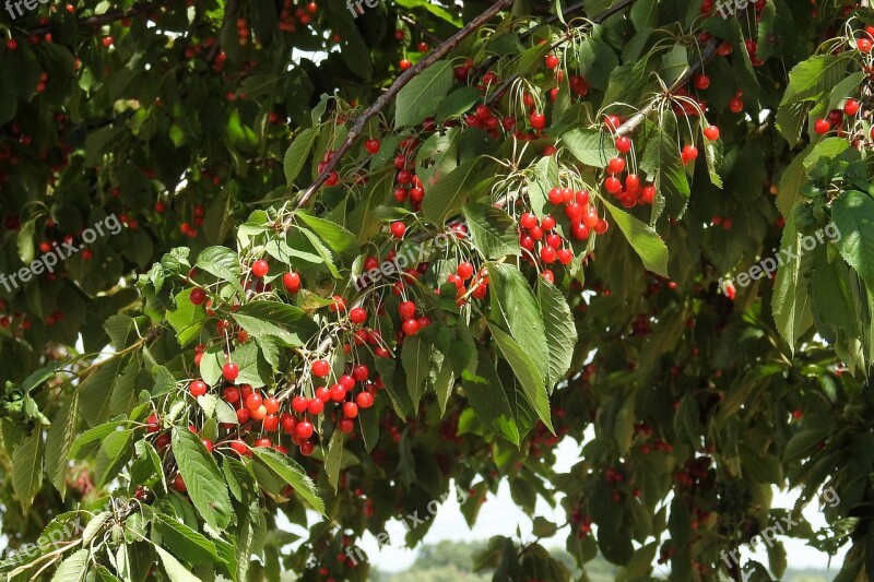 Cherry Tree Wild Cherries Sweet Red Sweet Cherries