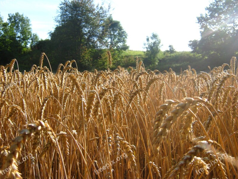 Wheat Nature Field Summer Agriculture