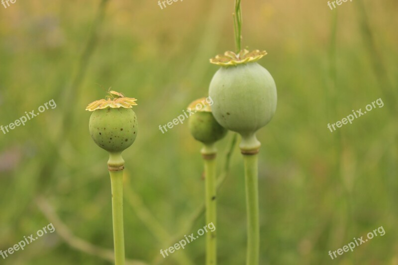 Poppy Seeds Seedhead Nature Wild