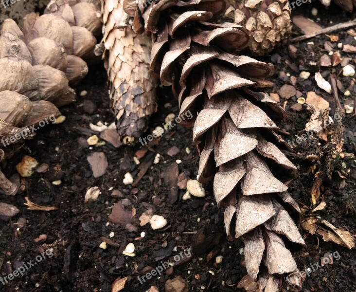 Pine Cones Cones Conifers Scales Strobilus