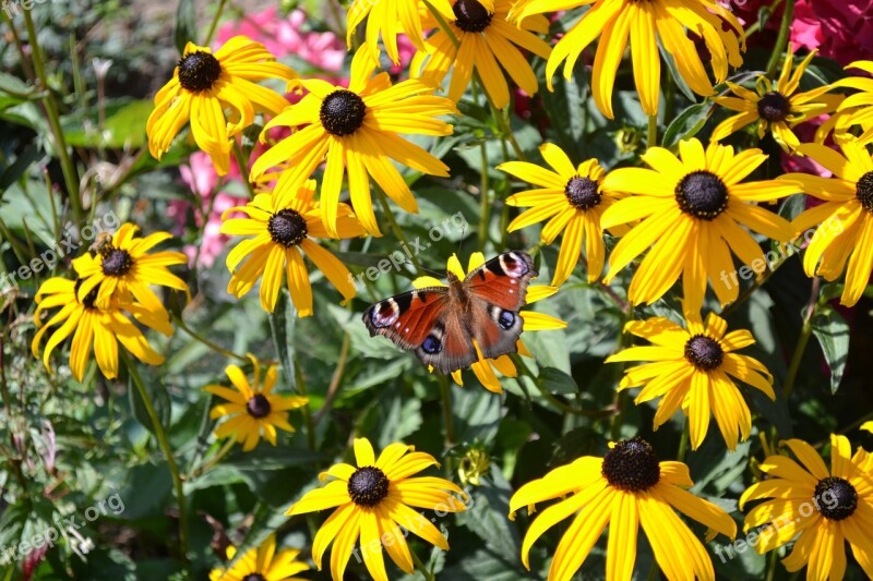 Butterfly Summer Flower Peacock Butterfly Garden