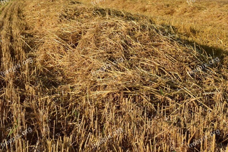 Stubble Harvested Straw Field Agriculture