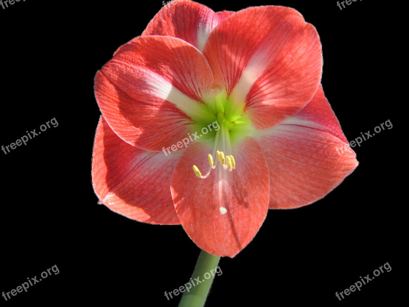 Flower Amaryllis No Background Isolated Free Photos