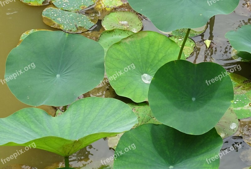 Lotus Leaves White Nelumbo Nucifera Indian Lotus