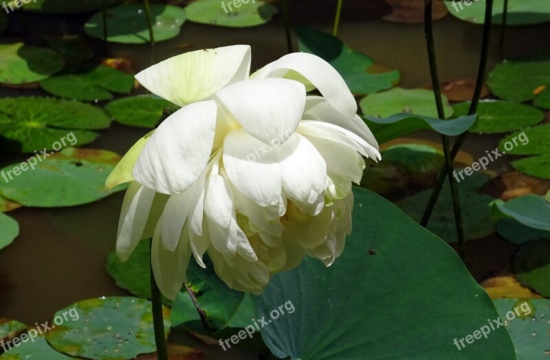 Lotus Flower White Nelumbo Nucifera Indian Lotus