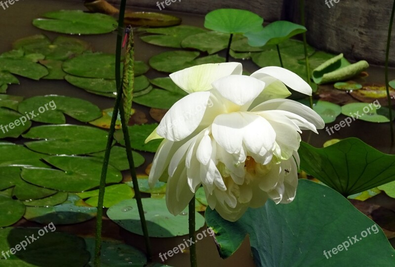 Lotus Flower White Nelumbo Nucifera Indian Lotus