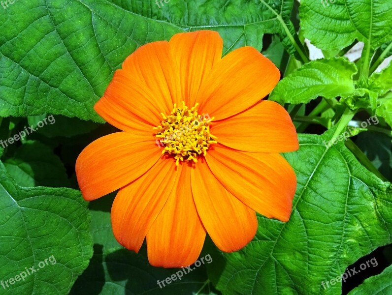 Flower Mexican Sunflower Tithonia Japanese Sunflower Tithonia Rotundifolia