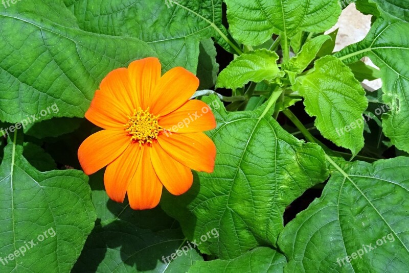 Flower Mexican Sunflower Tithonia Japanese Sunflower Tithonia Rotundifolia