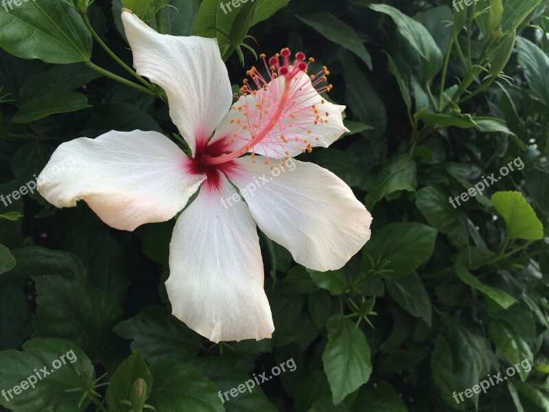 Flower White Flower Hibiscus Nature Green