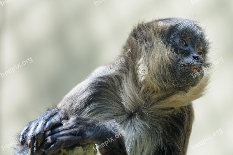 Monkey Head Animal Portrait Close Up Zoo