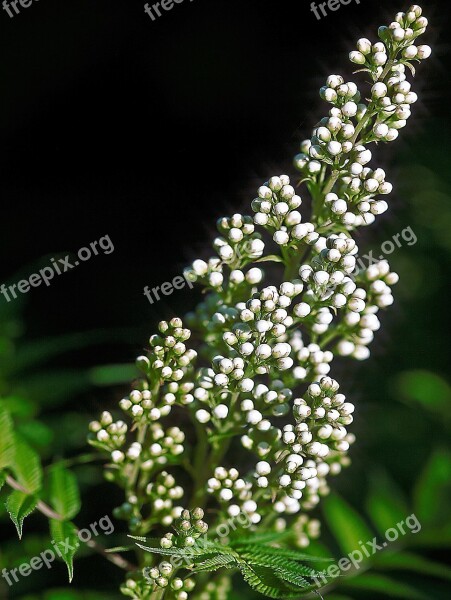 Flower White Flower Nature Garden A Flower Garden