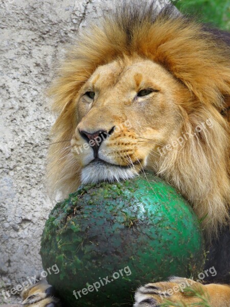 Lion Calgary Zoo Lion With Ball Lion Playing Free Photos