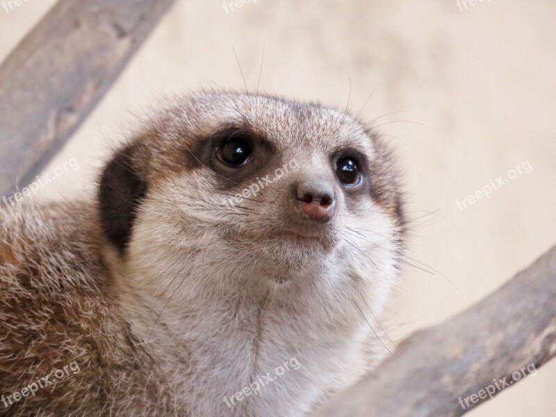 Meerkat Mongoose Calgary Zoo Free Photos