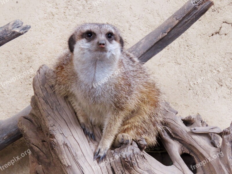 Meerkat Mongoose Calgary Zoo Cute Free Photos