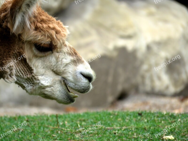 Alpaca Calgary Zoo Calgary Zoo Free Photos