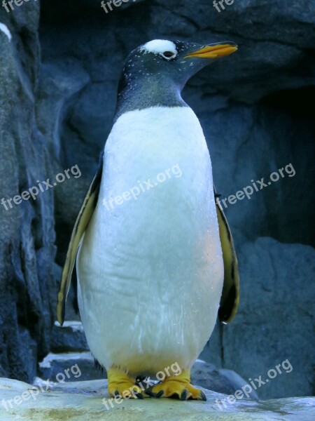 Gentoo Penguin Penguin Calgary Zoo Gentoo Free Photos