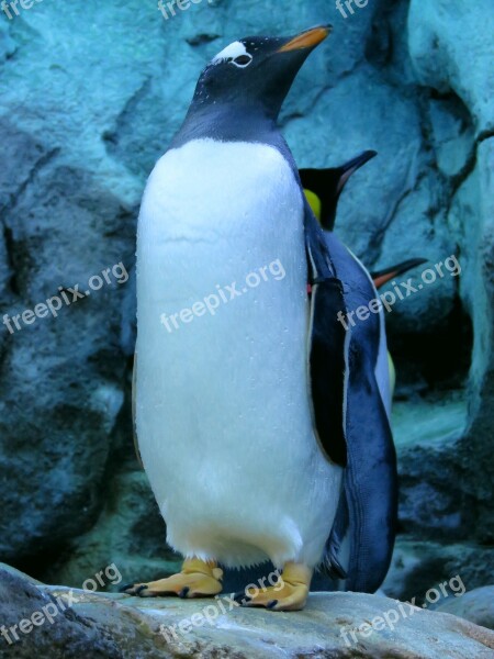 Gentoo Penguin Penguins Calgary Zoo Gentoo Free Photos