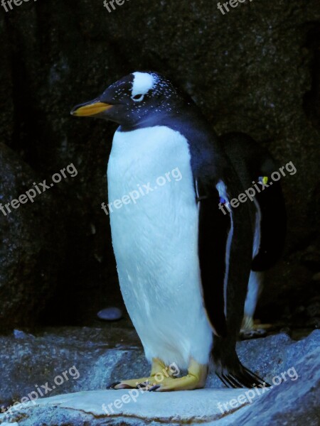 Gentoo Penguin Penguin Calgary Zoo Gentoo Free Photos