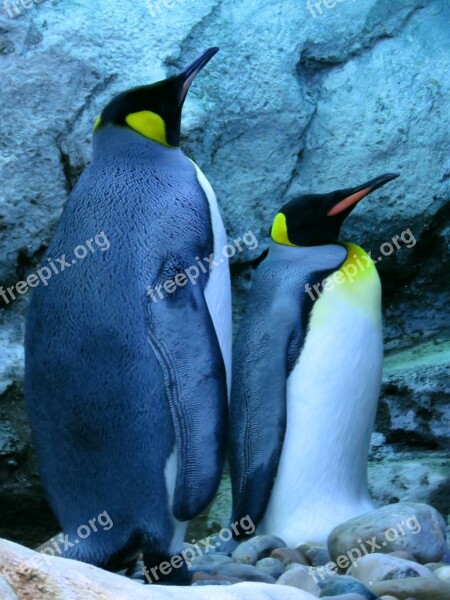 King Penguin Penguins Calgary Zoo Free Photos