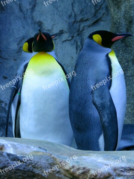 Penguins King Penguin Calgary Zoo Free Photos