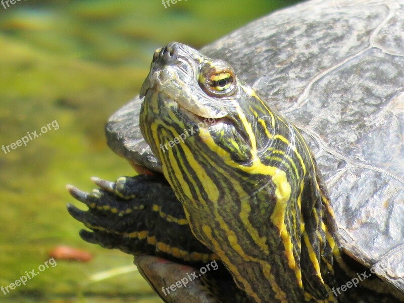 Turtle Turtle Head Tortoise Shell Free Photos