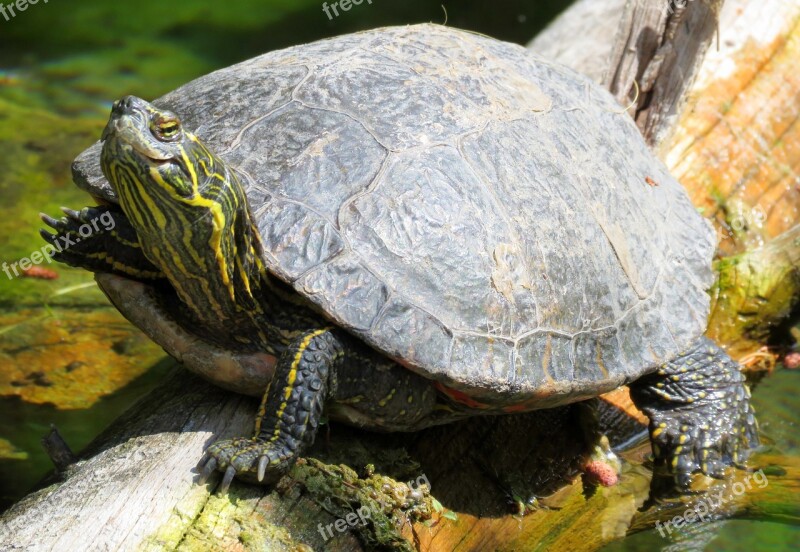 Turtle Turtle Head Tortoise Shell Free Photos