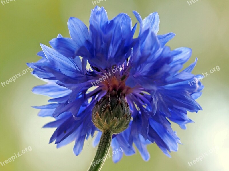 Cornflower Blossom Bloom Rain Field Rain