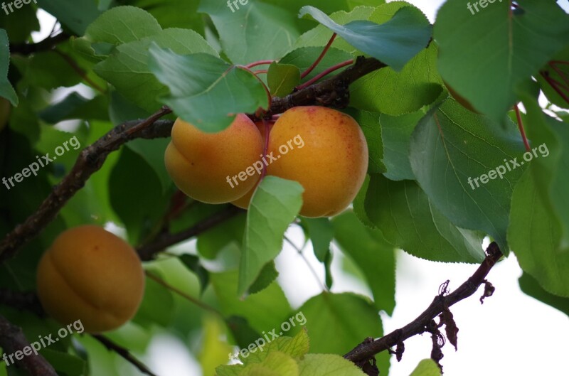 Apricots Fruit Orange On The Tree Free Photos