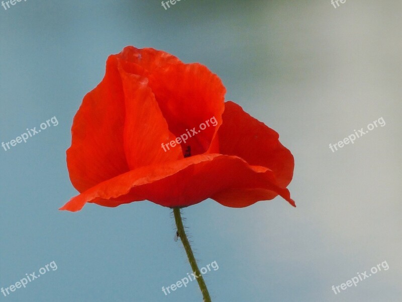 Poppy Red Poppy Poppy Flower Flower Blossom