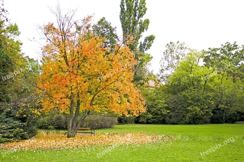 Autumn Color Yellow Tree Leaves